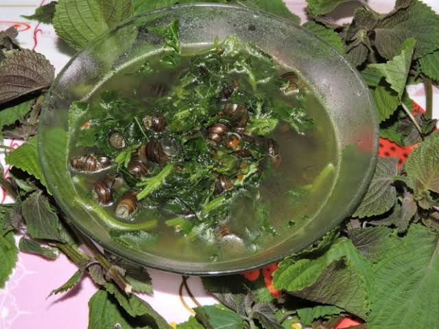 100 bac si nhat binh chon ra 5 loai rau nhat dinh phai an trong mua he anh2
