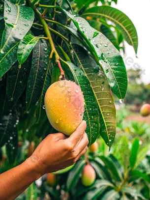 Tiếc mấy quả xoài, người đàn ông suýt liệt cả đời