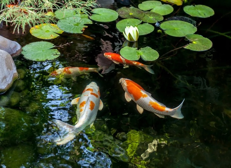 101123 ca koi
