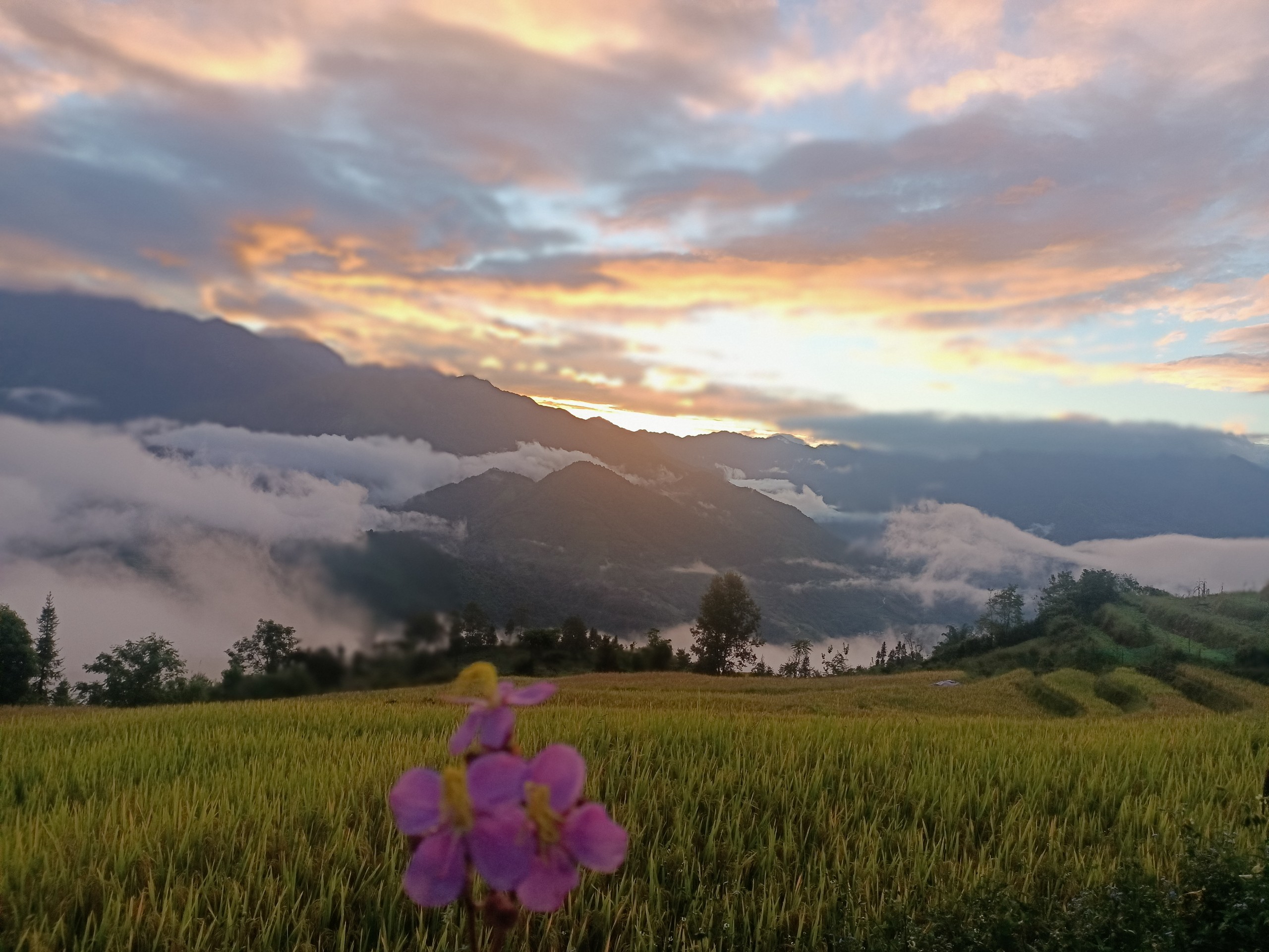 choan then 3617476717