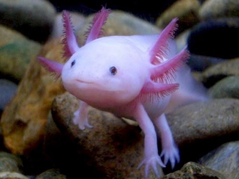 cach nuoi ca axolotl ky giong axolotl cho nguoi moi nuoi