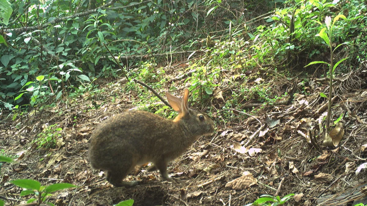 omiltemi cottontail rabbit l
