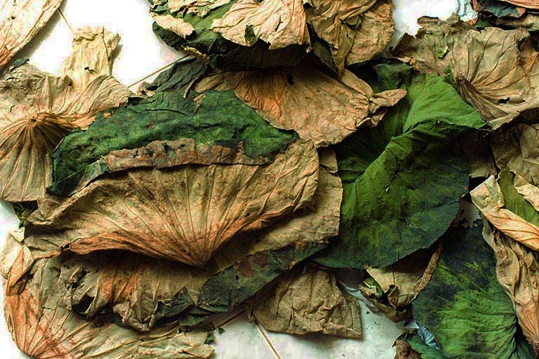 la sen kho 2202311151206240306380