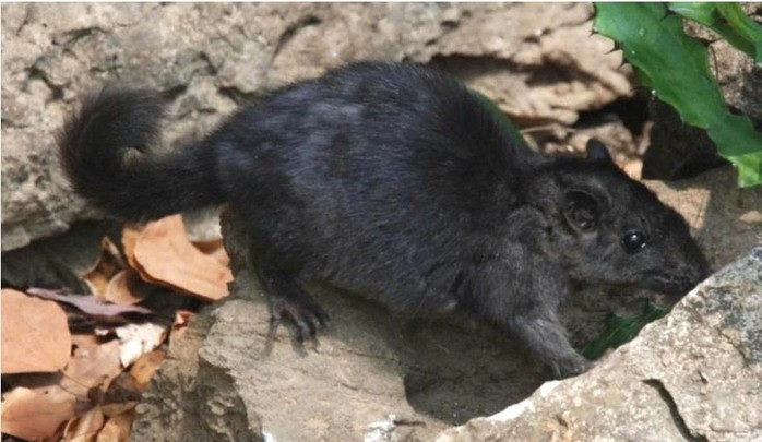 chuot320250802162005 1754186651458147137729 1754290234187 1754290234517988149666