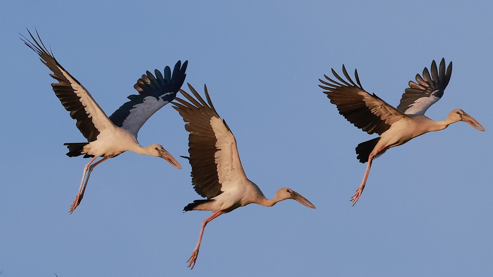 photo 1744877213860 1744877214085759044937