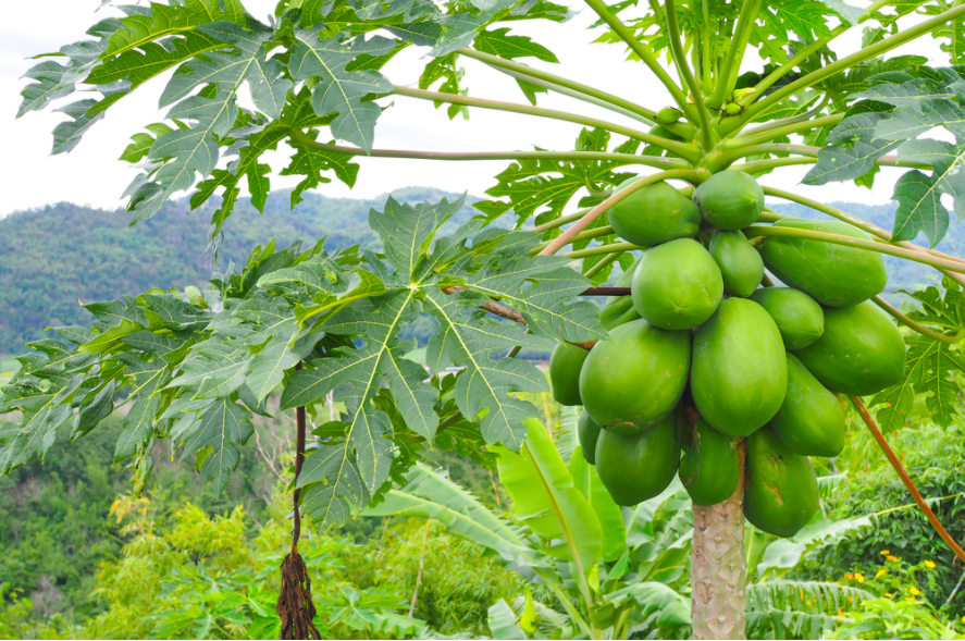 du du loai cay duoc su dung tat ca cac bo phan de lam thuoc 1 1633675285295987537128