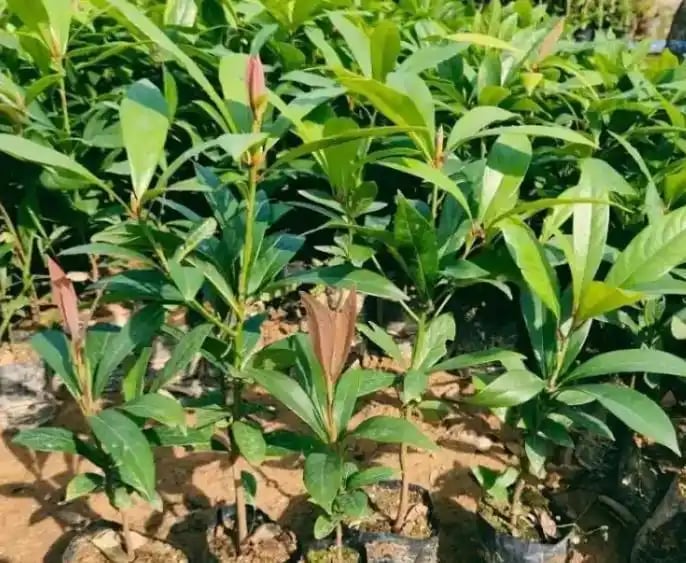 83b29ad6 0f1a 498c af45 639356e97d84