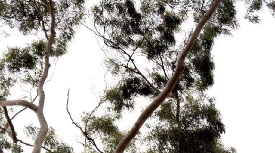 screenshot 2026 01 29 095043