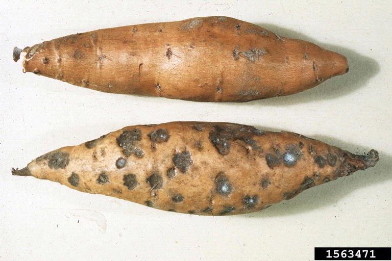 benh seo den tren khoai lang 2