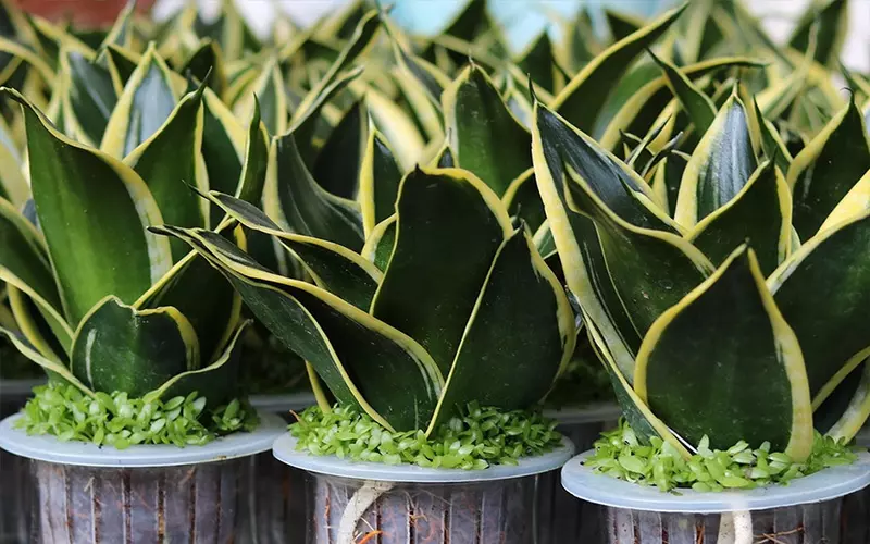 cach nhan giong cay luoi ho 1