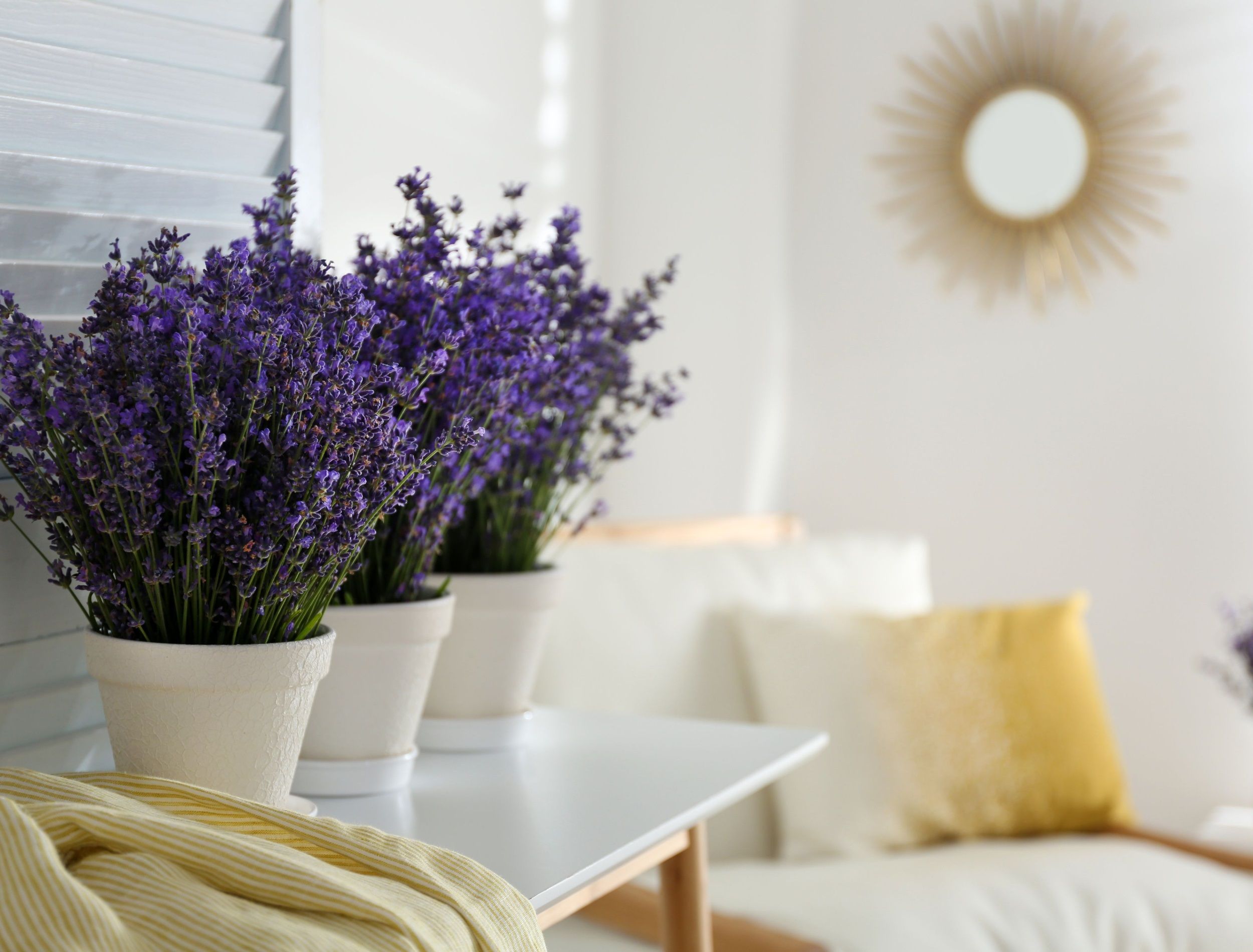 lavender in home