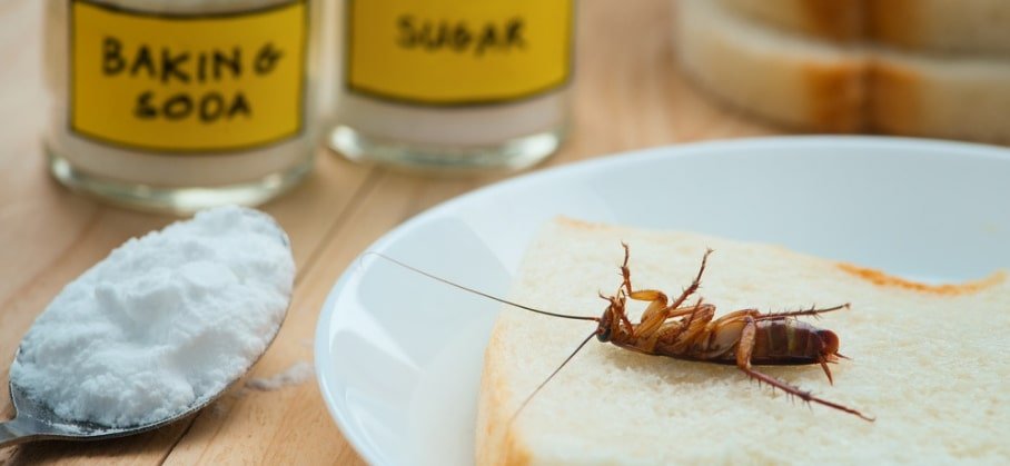 best home remedies to fight a cockroach infestation