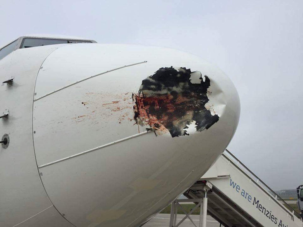 egypt air bird dent egyptair hea