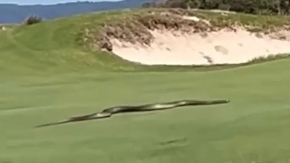 jw off platform giant snake jw off platform giant snake