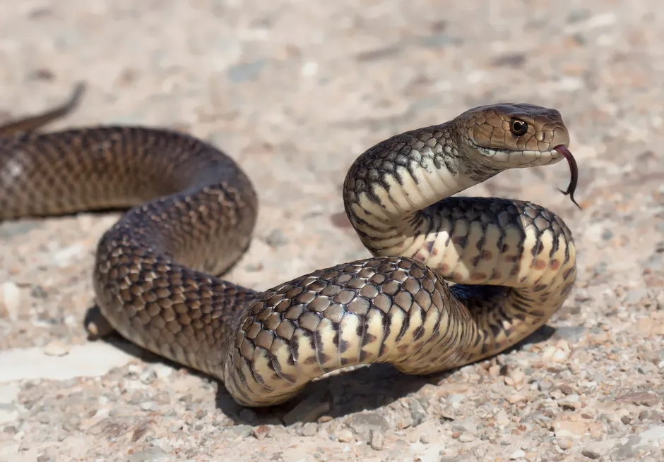 second venomous species land sna second venomous species land sna