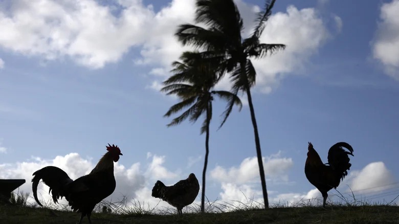 the feral chickens of kauai 1751486187