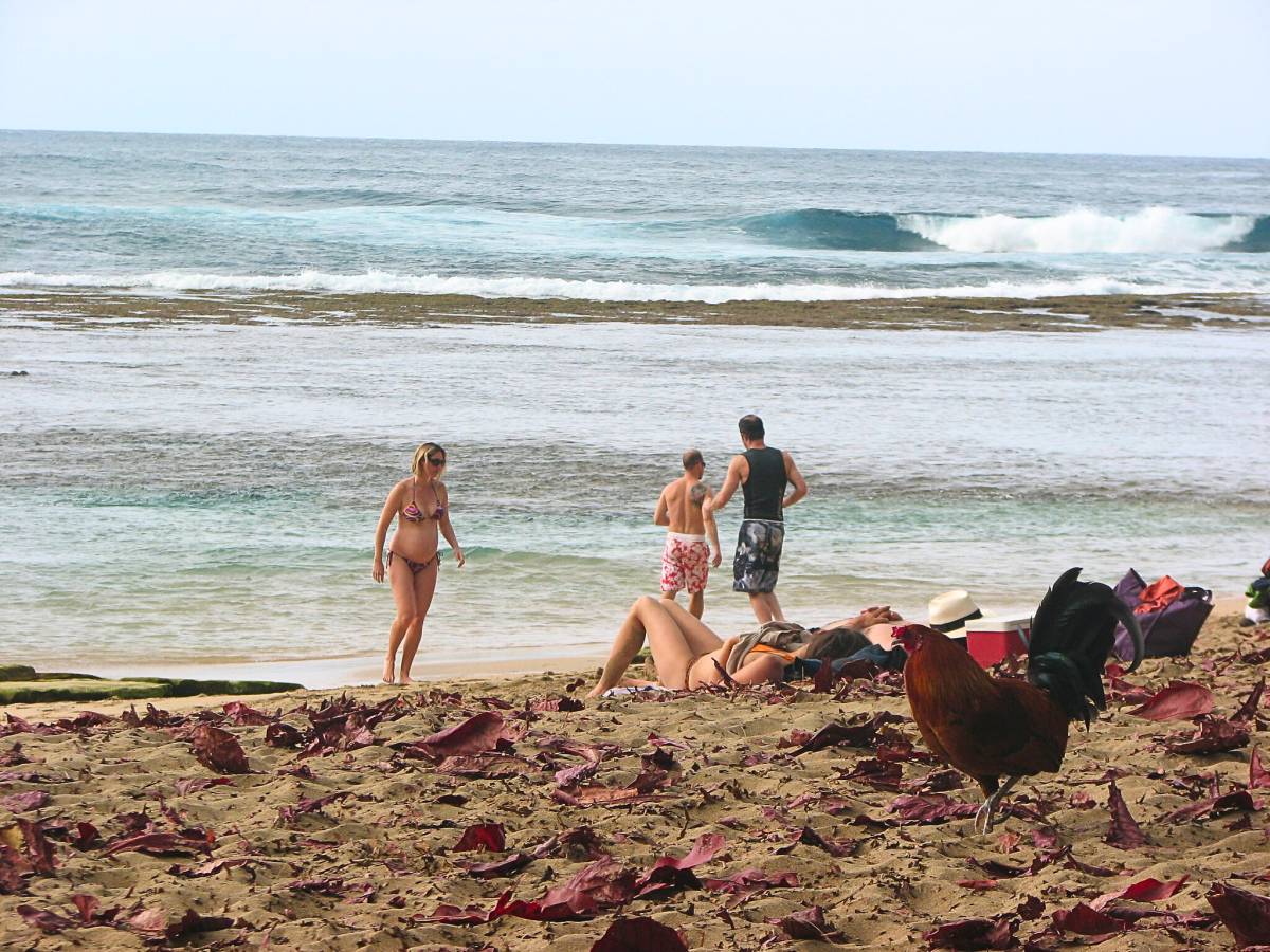 Vì sao Kauai của Hawaii lại được mệnh danh là đảo gà?- Ảnh 4. Vì sao Kauai của Hawaii lại được mệnh danh là đảo gà?- Ảnh 4.