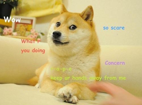 Chú chó gắn liền với meme "Doge" qua đời- Ảnh 3.