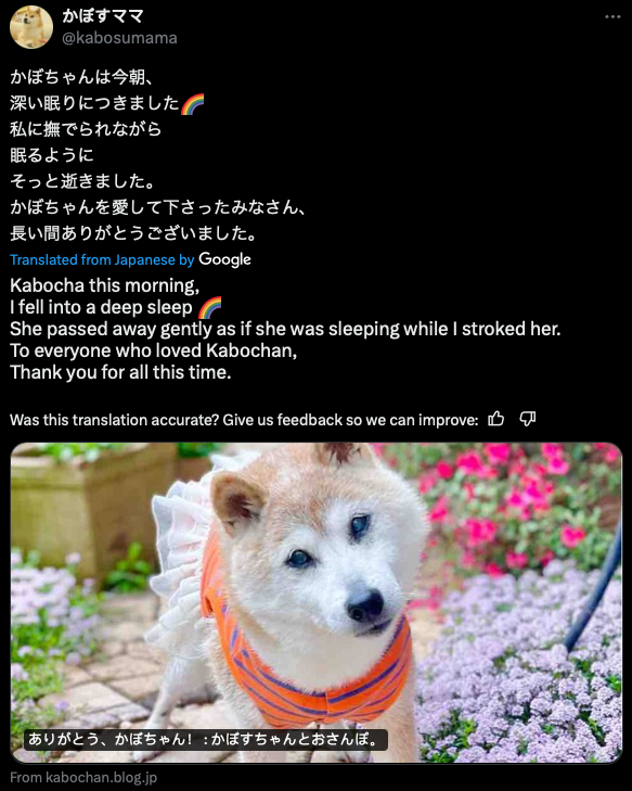 Chú chó gắn liền với meme "Doge" qua đời- Ảnh 2. Chú chó gắn liền với meme "Doge" qua đời- Ảnh 2.
