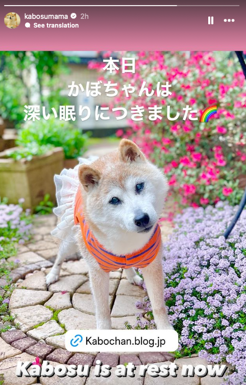 Chú chó gắn liền với meme "Doge" qua đời- Ảnh 1.