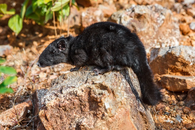 Loài động vật tuyệt chủng 11 triệu năm trước bỗng hồi sinh ở Việt Nam khiến thế giới kinh ngạc - Ảnh 3. Loài động vật tuyệt chủng 11 triệu năm trước bỗng hồi sinh ở Việt Nam khiến thế giới kinh ngạc - Ảnh 3.