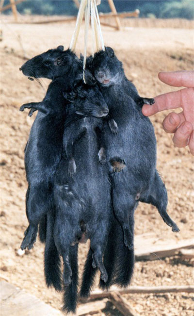 Loài động vật tuyệt chủng 11 triệu năm trước bỗng hồi sinh ở Việt Nam khiến thế giới kinh ngạc - Ảnh 9. Loài động vật tuyệt chủng 11 triệu năm trước bỗng hồi sinh ở Việt Nam khiến thế giới kinh ngạc - Ảnh 9.