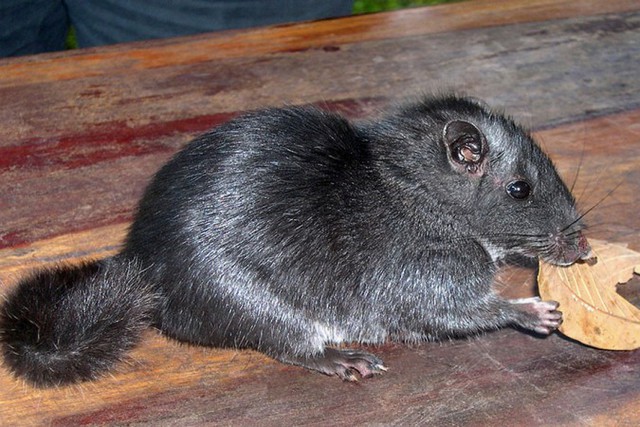 Loài động vật tuyệt chủng 11 triệu năm trước bỗng hồi sinh ở Việt Nam khiến thế giới kinh ngạc - Ảnh 6. Loài động vật tuyệt chủng 11 triệu năm trước bỗng hồi sinh ở Việt Nam khiến thế giới kinh ngạc - Ảnh 6.