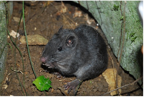 Loài động vật tuyệt chủng 11 triệu năm trước bỗng hồi sinh ở Việt Nam khiến thế giới kinh ngạc - Ảnh 4. Loài động vật tuyệt chủng 11 triệu năm trước bỗng hồi sinh ở Việt Nam khiến thế giới kinh ngạc - Ảnh 4.