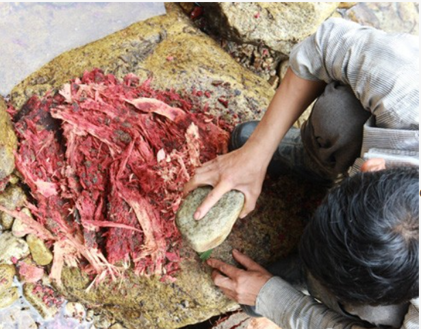 Độc lạ loài cá quý như nhân sâm, là lộc trời chỉ có ở Hoàng Liên Sơn: Bị bắt bằng cách chuốc say - Ảnh 5. Độc lạ loài cá quý như nhân sâm, là lộc trời chỉ có ở Hoàng Liên Sơn: Bị bắt bằng cách chuốc say - Ảnh 5.