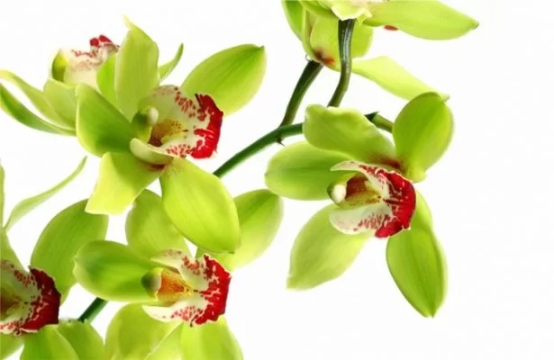 Độc lạ loài cây mất 5 năm mới nở hoa, gần 5 tỷ đồng cũng khó mua được, láng giềng của Việt Nam có nhiều - Ảnh 1. Độc lạ loài cây mất 5 năm mới nở hoa, gần 5 tỷ đồng cũng khó mua được, láng giềng của Việt Nam có nhiều - Ảnh 1.