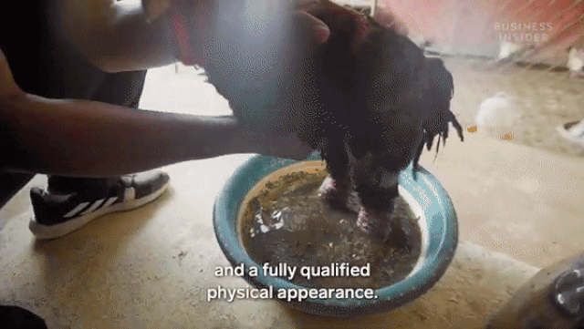 Độc lạ loài gà Việt Nam gây bão báo thế giới: Giá đến 50 triệu - nghìn con tuyển được một - Ảnh 6. Độc lạ loài gà Việt Nam gây bão báo thế giới: Giá đến 50 triệu - nghìn con tuyển được một - Ảnh 6.