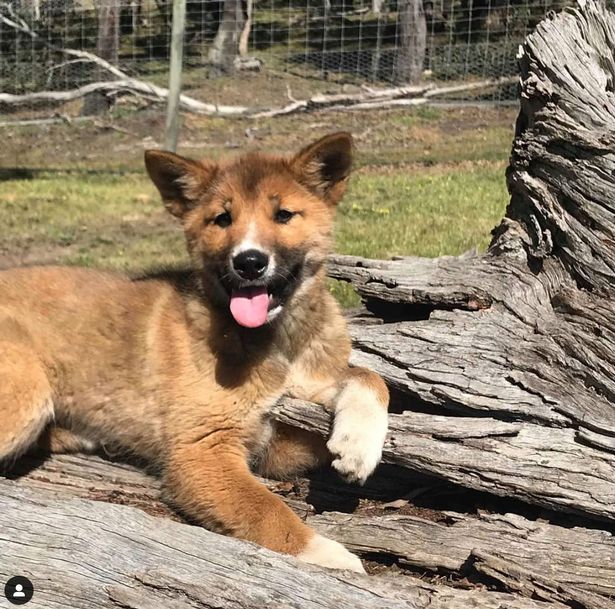 Tưởng đại bàng đánh rơi chú cún, người phụ nữ đem về nhà nuôi thì phát hiện nó không phải là chó - Ảnh 1. Tưởng đại bàng đánh rơi chú cún, người phụ nữ đem về nhà nuôi thì phát hiện nó không phải là chó - Ảnh 1.