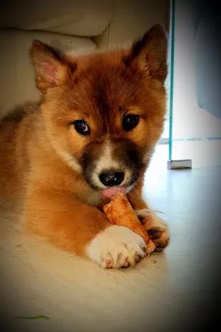 Tưởng đại bàng đánh rơi chú cún, người phụ nữ đem về nhà nuôi thì phát hiện nó không phải là chó - Ảnh 2. Tưởng đại bàng đánh rơi chú cún, người phụ nữ đem về nhà nuôi thì phát hiện nó không phải là chó - Ảnh 2.