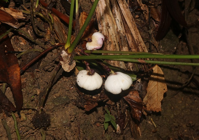 Độc lạ loài thực vật mới được phát hiện ở Việt Nam: Cả thế giới chưa nơi nào có! - Ảnh 4. Độc lạ loài thực vật mới được phát hiện ở Việt Nam: Cả thế giới chưa nơi nào có! - Ảnh 4.