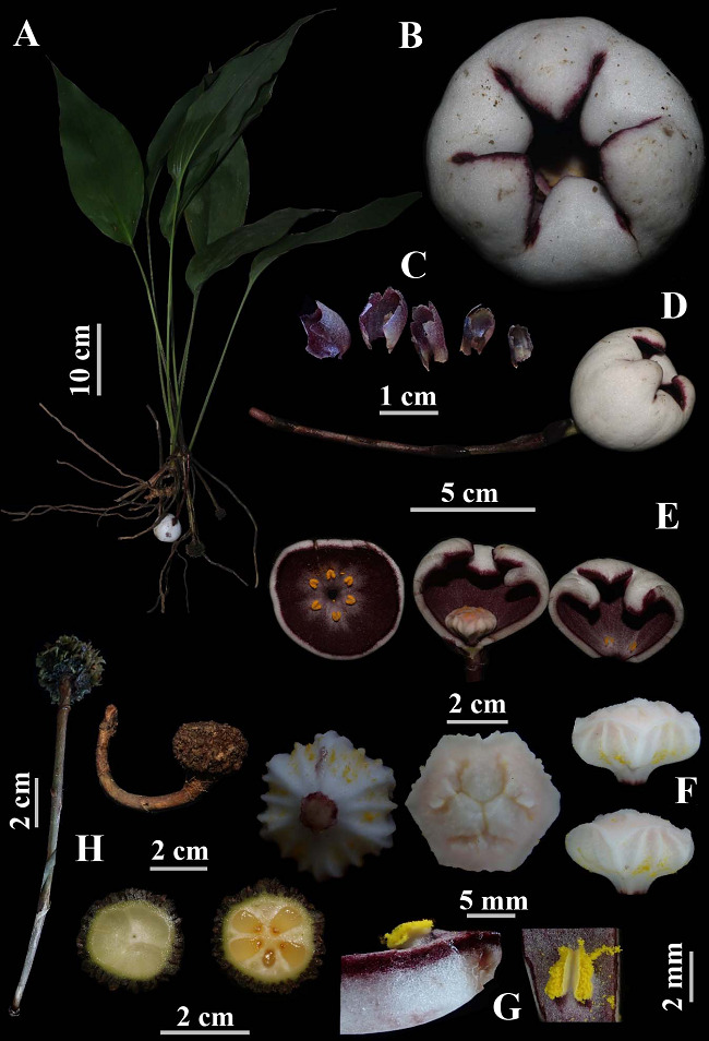 Độc lạ loài thực vật mới được phát hiện ở Việt Nam: Cả thế giới chưa nơi nào có! - Ảnh 3. Độc lạ loài thực vật mới được phát hiện ở Việt Nam: Cả thế giới chưa nơi nào có! - Ảnh 3.