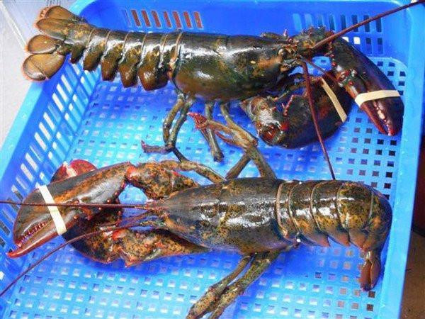 Vì sao Việt Nam mạnh tay chi hơn 500 triệu USD để nhập mặt hàng nước ta xuất khẩu top đầu thế giới?- Ảnh 6.