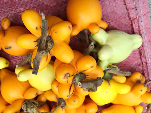 Loại quả chưng Tết nghe tên đã thấy giàu sang, tiền xài không hết nhưng lại là kịch độc, chớ dại ăn- Ảnh 5.