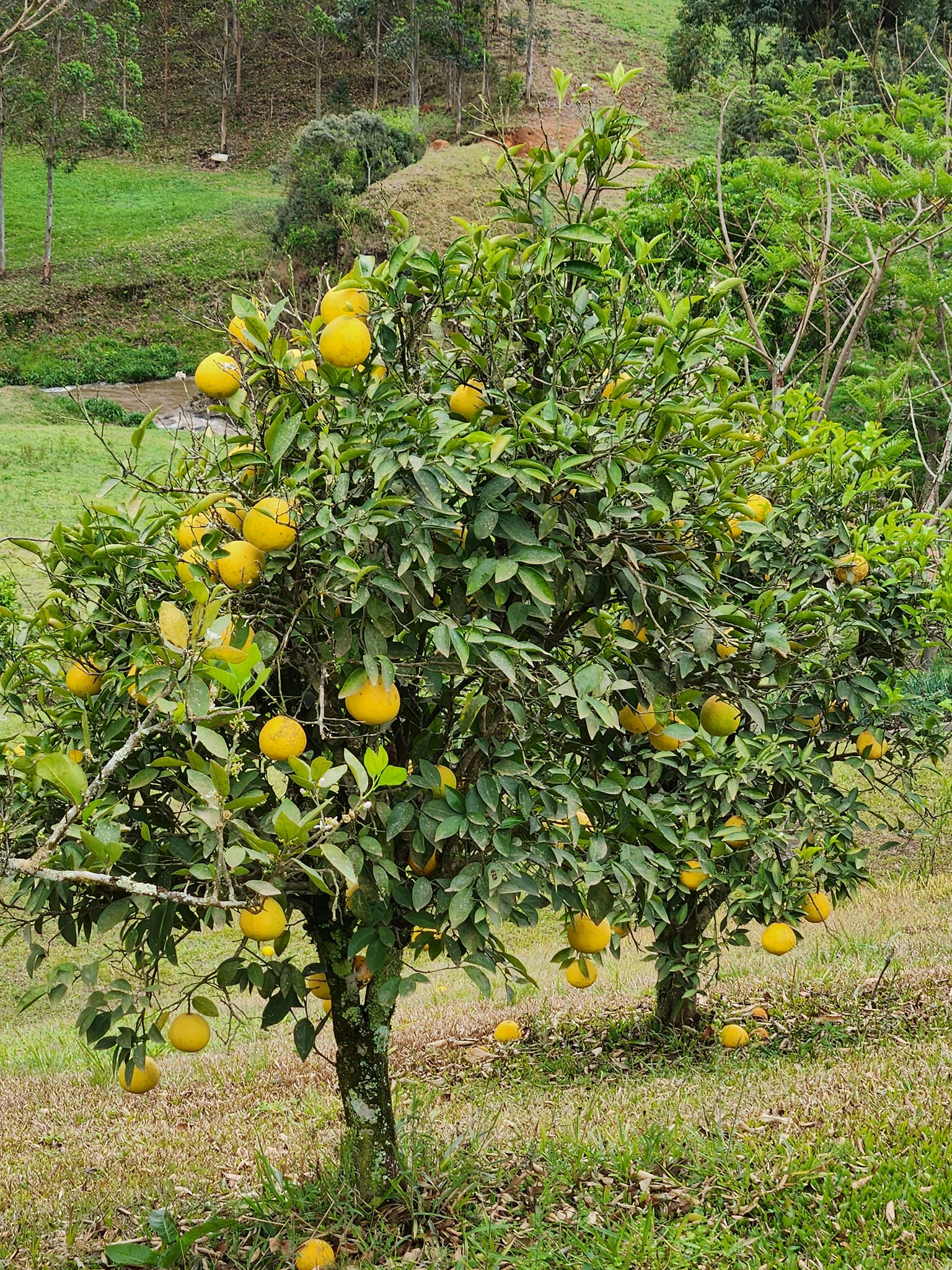 Mẹ chồng Brazil thử món chả giò Việt Nam do con dâu nấu đêm giao thừa, ăn xong nghiêm túc khuyên một câu- Ảnh 2.