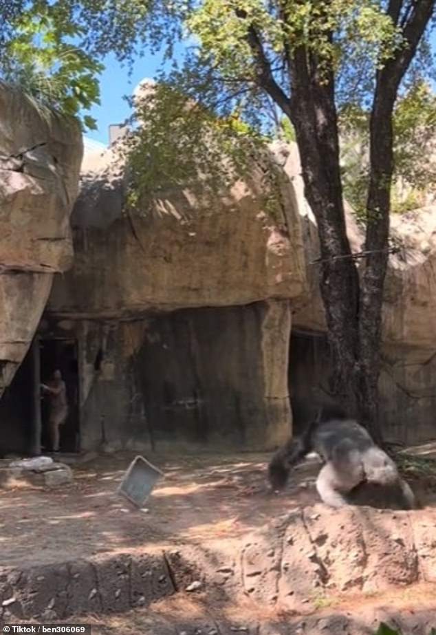 Clip: Nhân viên vườn thú bị con gorilla đực điên cuồng đuổi theo, đám đông thót tim vì sợ hãi- Ảnh 1. Clip: Nhân viên vườn thú bị con gorilla đực điên cuồng đuổi theo, đám đông thót tim vì sợ hãi- Ảnh 1.