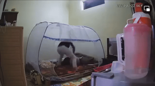 Phẫn nộ clip chồng đánh chửi vợ mới sinh, tiếng khóc của em bé khiến bao người nhói lòng- Ảnh 1. Phẫn nộ clip chồng đánh chửi vợ mới sinh, tiếng khóc của em bé khiến bao người nhói lòng- Ảnh 1.