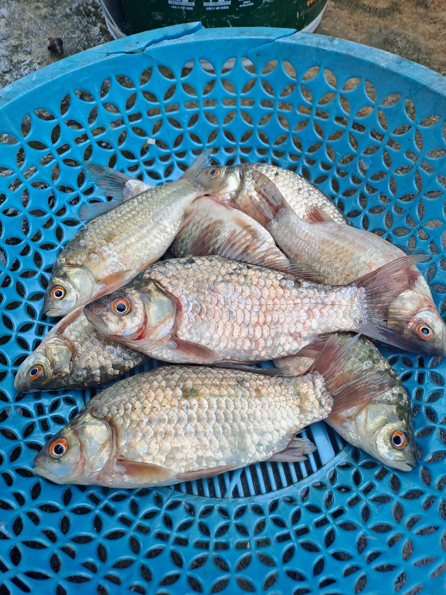 Vợ chồng trẻ 