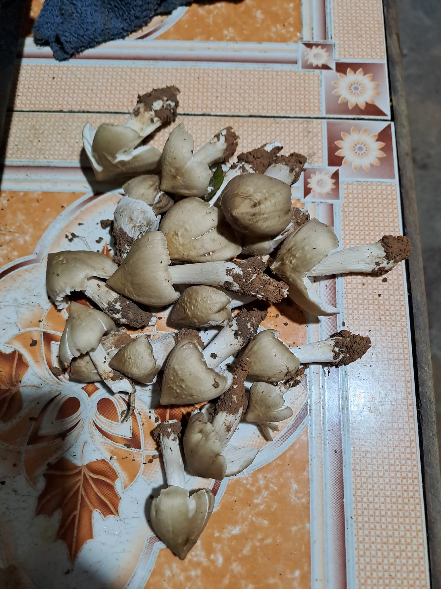 Vợ chồng trẻ 