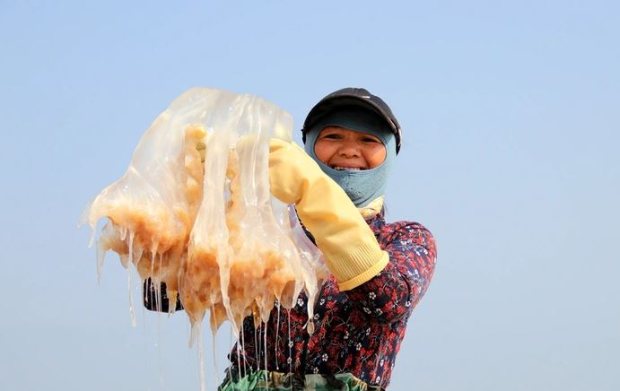 Ngư dân cắt nhỏ sứa trộn với cát biển, dân tình phẫn nộ vì 