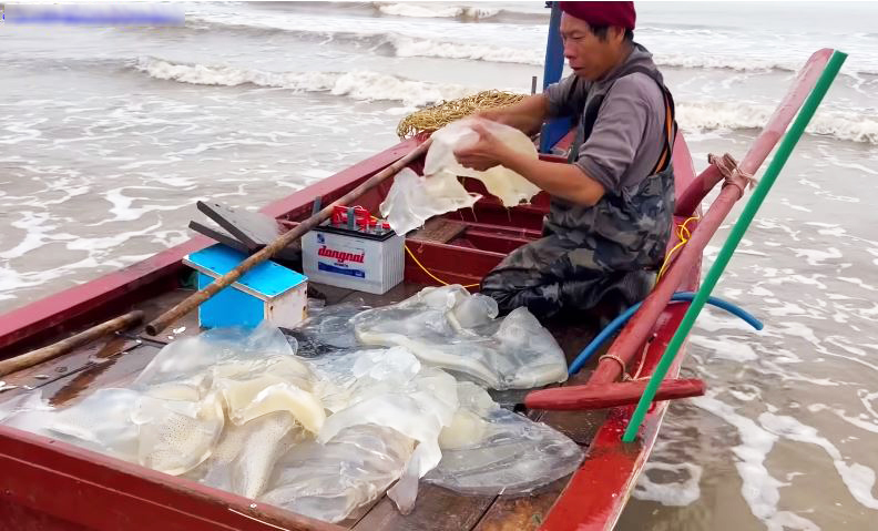 Ngư dân cắt nhỏ sứa trộn với cát biển, dân tình phẫn nộ vì 