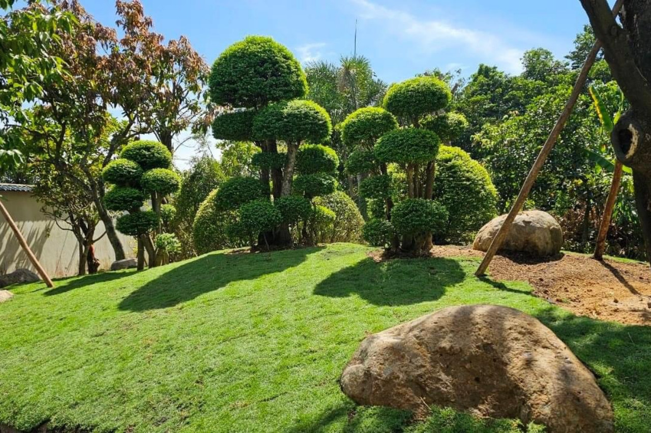 Nữ diễn viên Việt rời showbiz về sống trong nhà vườn 3.000m2, 52 tuổi không kết hôn, một lòng hướng Phật- Ảnh 6. Nữ diễn viên Việt rời showbiz về sống trong nhà vườn 3.000m2, 52 tuổi không kết hôn, một lòng hướng Phật- Ảnh 6.