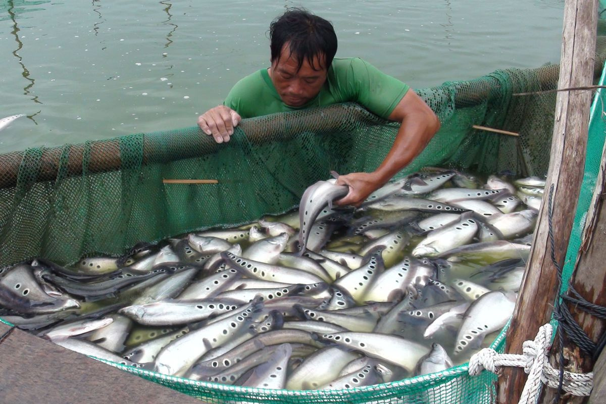 Cùng họ cá rồng nhưng số phận hẩm hiu, chỉ để lợn ăn; dân quê dùng 1 chiêu, người thành phố 