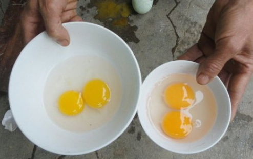 Trứng gà nên mua quả to hay quả nhỏ? Đáp án không phải ai cũng biết- Ảnh 2. Trứng gà nên mua quả to hay quả nhỏ? Đáp án không phải ai cũng biết- Ảnh 2.