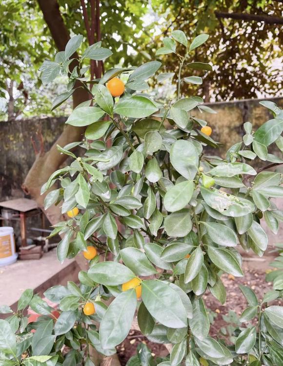 Không gian sống của nữ nghệ sĩ hài nổi tiếng đất Bắc, chua ngoa, đanh đá nhất 'Trạm cứu hộ trái tim