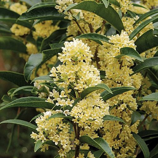 Loại cây sánh ngang lan đột biến của Việt Nam: Đại gia sẵn lòng vác bao tải tiền, gán thêm ô tô để mua- Ảnh 2. Loại cây sánh ngang lan đột biến của Việt Nam: Đại gia sẵn lòng vác bao tải tiền, gán thêm ô tô để mua- Ảnh 2.