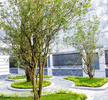 Loại cây sánh ngang lan đột biến của Việt Nam: Đại gia sẵn lòng vác bao tải tiền, gán thêm ô tô để mua- Ảnh 1. Loại cây sánh ngang lan đột biến của Việt Nam: Đại gia sẵn lòng vác bao tải tiền, gán thêm ô tô để mua- Ảnh 1.